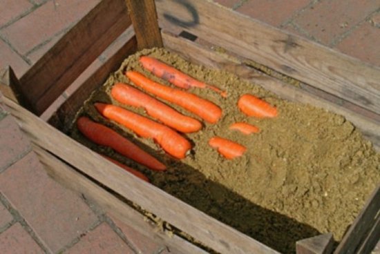 Как хранить морковку в песке
