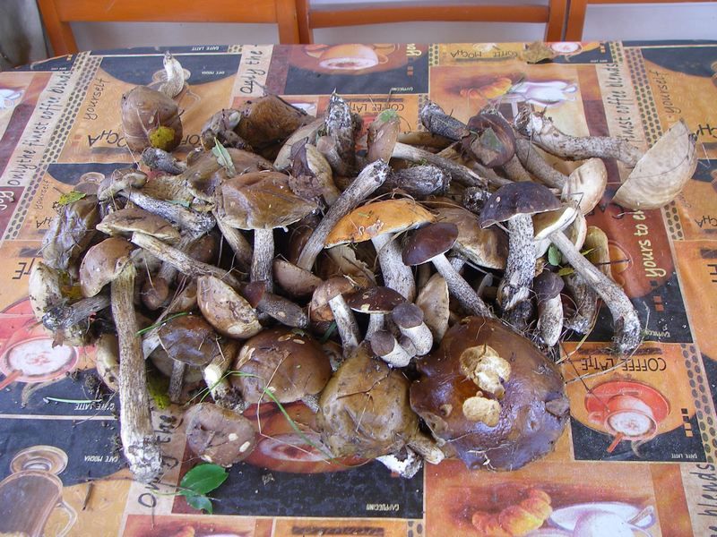 свежие грибы на окружной дороге