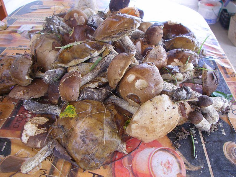 свежие грибы на окружной дороге 3