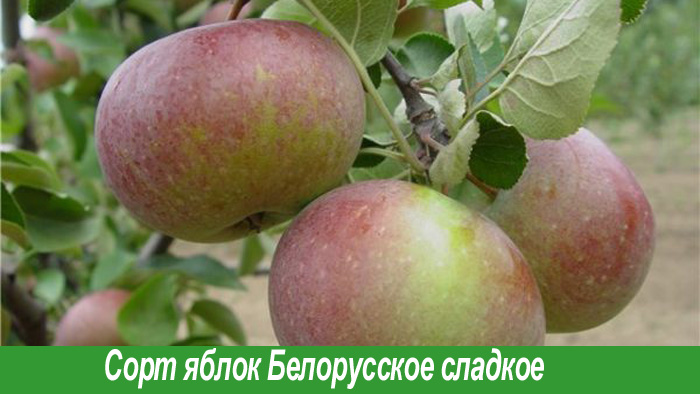 Белорусское сладкое сорт яблок
