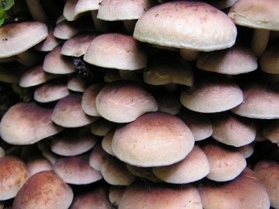 грибы в рационе животных