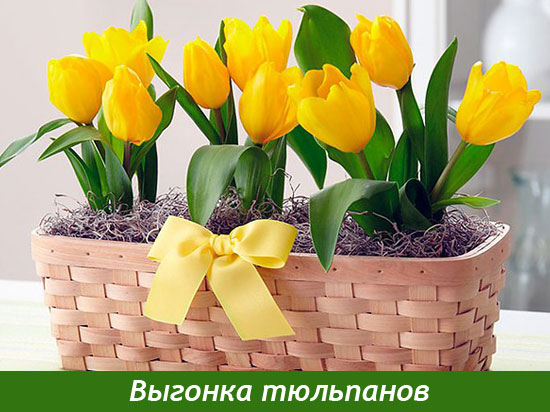 Как выгонять тюльпаны на 8 марта