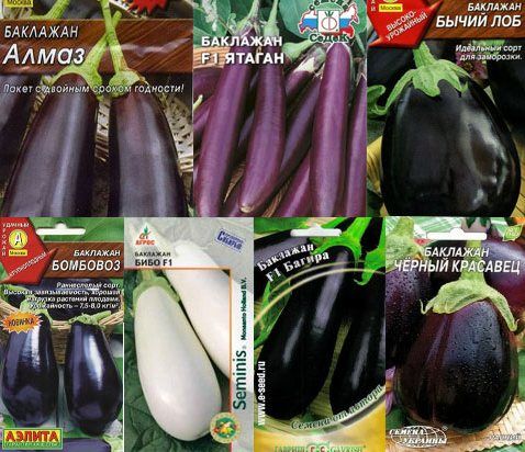 Как вырастить рассаду баклажан - Овощные культуры - Смолдача - Порталдачников, садоводов и любителей загородной жизни