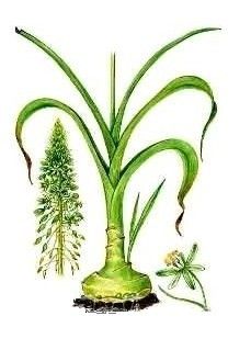Растение индийский лук