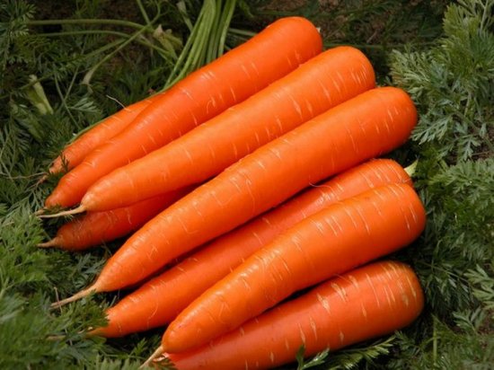 как хранить морковь правильно