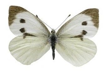 бабочка капустная белянка