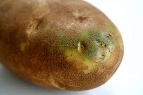 озелененный картофель