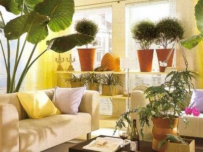 размещение комнатных растений
