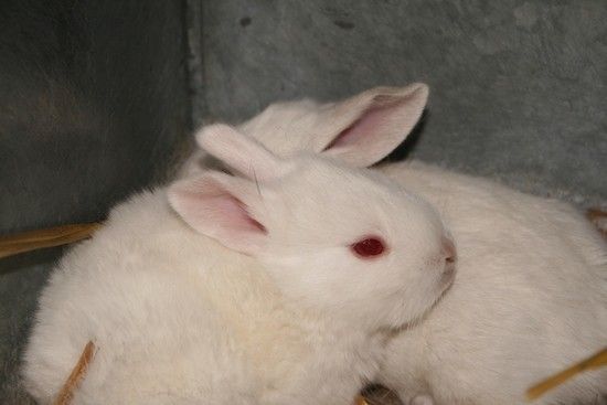 разведение кроликов