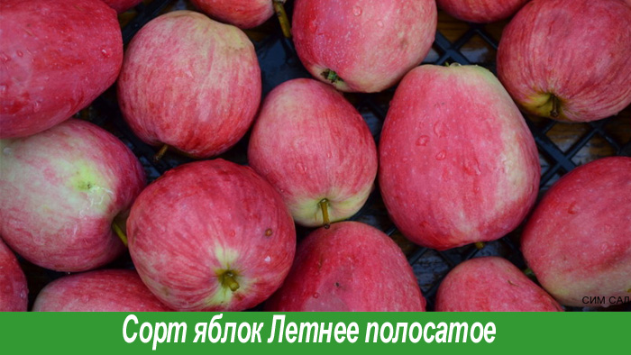 Яблоки сорт Летнее полосатое
