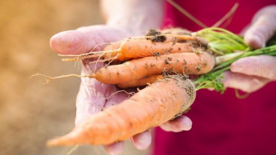 Лучше хранить среднеспелую морковку