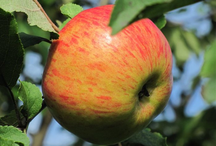 Сорт Медуница яблоки