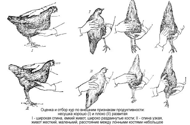 Птицеводство для начинающих | PDF