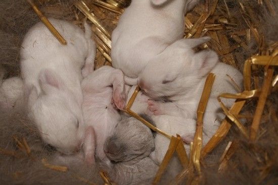 новлрожденные кролики