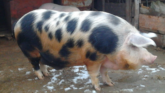 Как откормить свиней