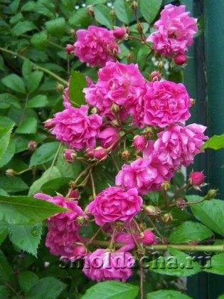 соцветия плетистой розы