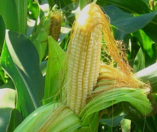 початок кукурузы