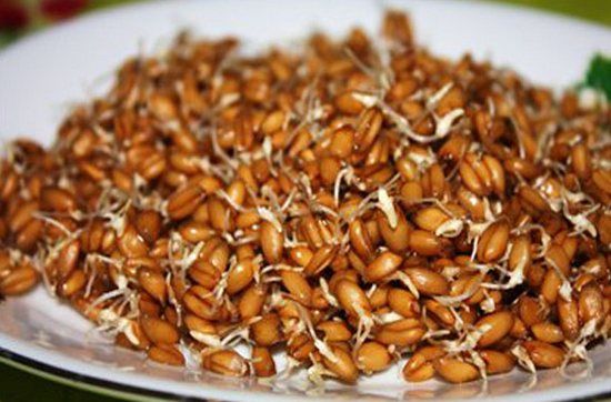 Пророщенная пшеница - условие повышения яйценоскости