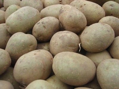 семенной картофель как хранить