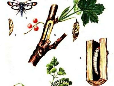 Вредители и болезни смородины - Защита сада - Смолдача - Портал дачников,садоводов и любителей загородной жизни