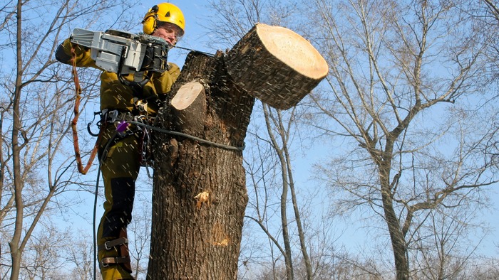Как правильно выкорчевывать деревья