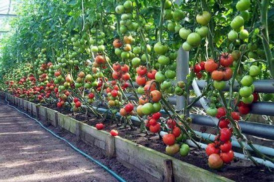 выращивание томатов в теплице