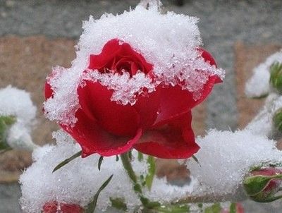 укрытия роз на зиму