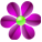 Фиолетовые цветки
