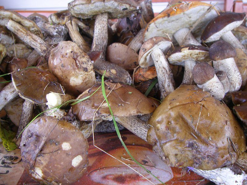 свежие грибы на окружной дороге 2