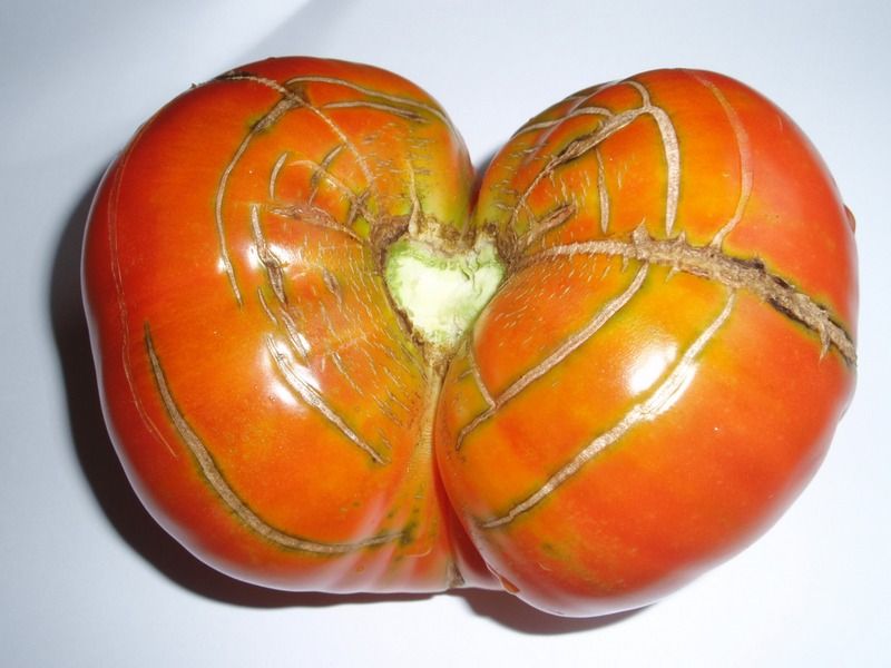 томат крупный красный
