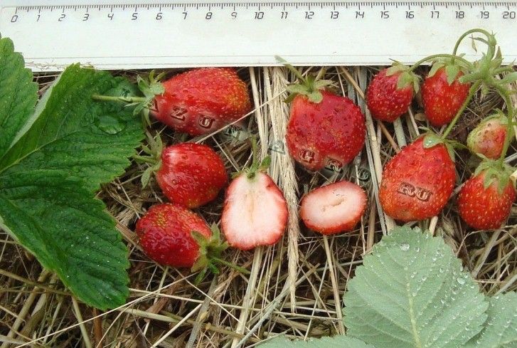 Такая ягода была получена уже после апрельской высадки рассады в Подмосковье...