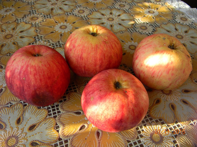 как определить сорт яблока
