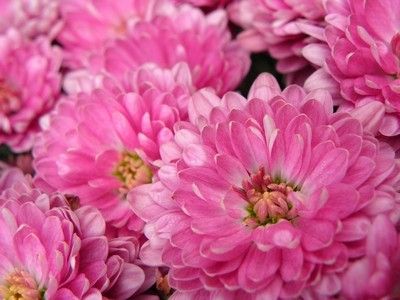 хризантема розовая