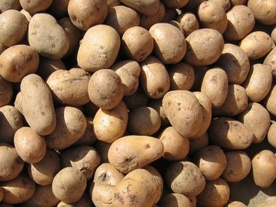 подготовка картофеля к посадке