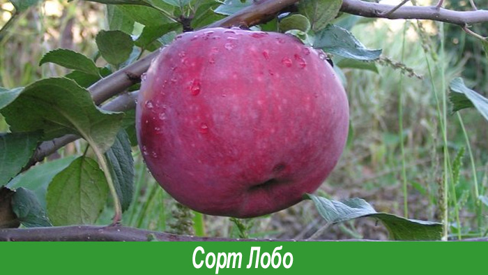 Сорт яблок Лобо