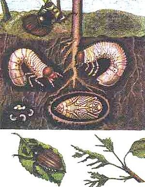 Майский жук и его личинки