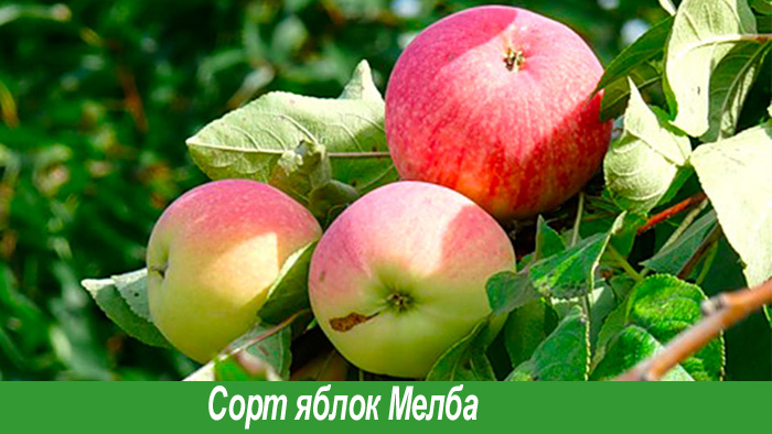 Яблоки сорта Мельба