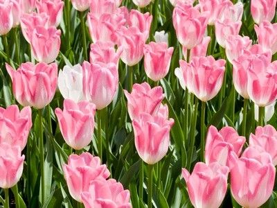 тюльпаны календарь цветовода на май