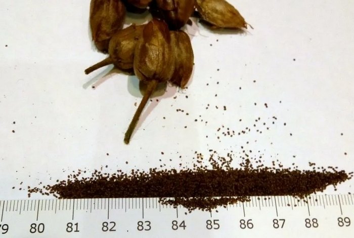 Семена табака как сеять