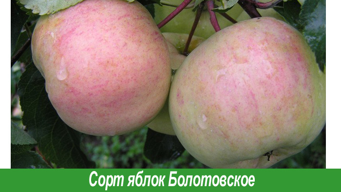 Сорт яблок Болотовское